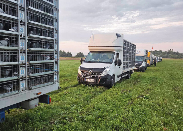 Tūkstančiai balandžių suko ratus virš Germaniškio