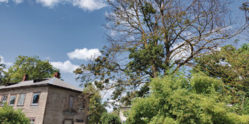 Pasikeitus savininkams medis staiga ėmė džiūti