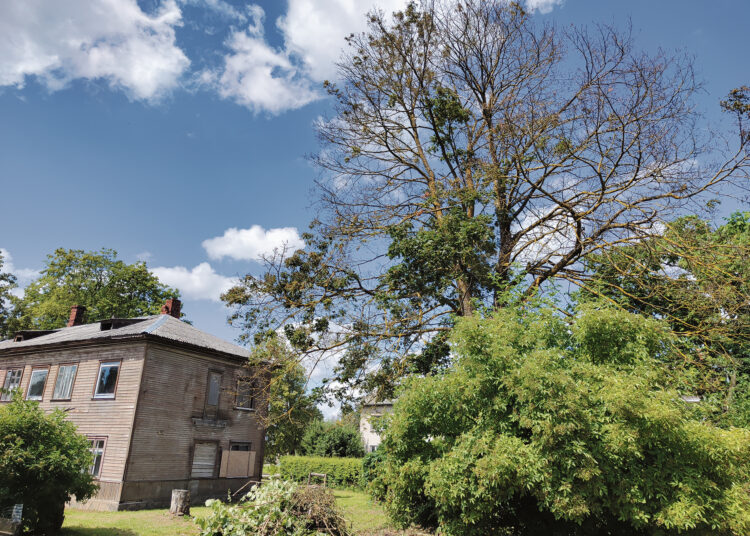 Pasikeitus savininkams medis staiga ėmė džiūti