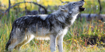Kupreliškio apylinkėse daugėja vilkų