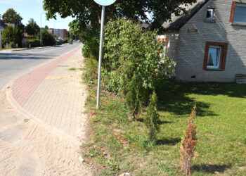 Buvo krūmas, ir krūmo nebėr