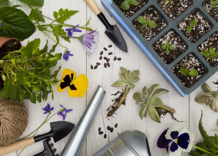 Ką verta žinoti apie gėlių sodinukus?