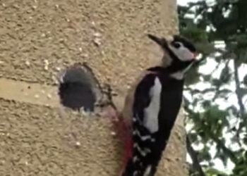 Kodėl rudenį paukščiai lesa putplastį?