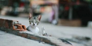 Savivaldybininkų darbą  pavadino laukiniu