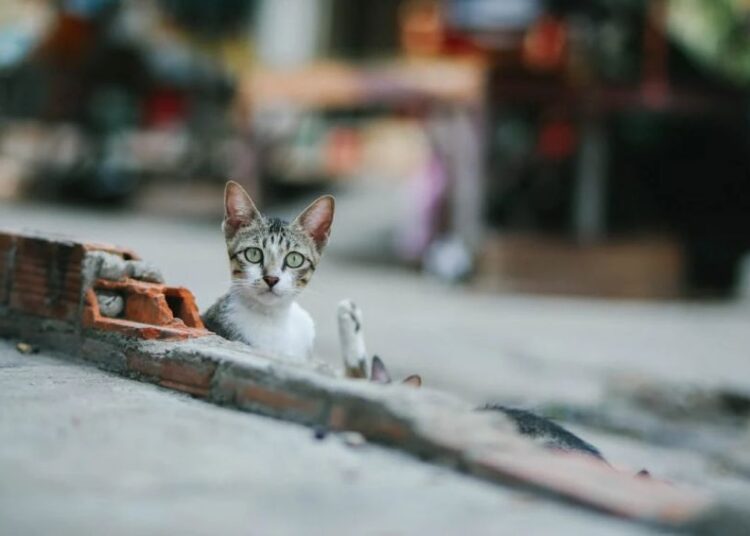 Savivaldybininkų darbą  pavadino laukiniu