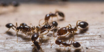 Namą okupavo skruzdės