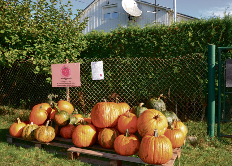 Apie artėjantį Helovyną praneša moliūgai