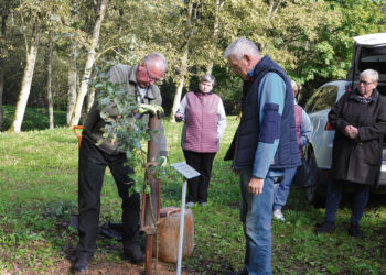 Ąžuolą maitins ir sodintojų geroji energija