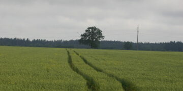 Žemdirbiai galės įsigyti dirbamos valstybinės žemės