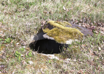 Melioracijos šulinėlis tapo spąstais telyčiai