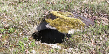 Melioracijos šulinėlis tapo spąstais telyčiai