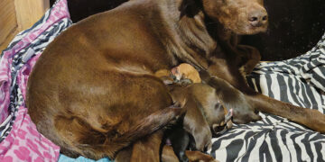 Išvežė į mirtį už dviejų kaimų