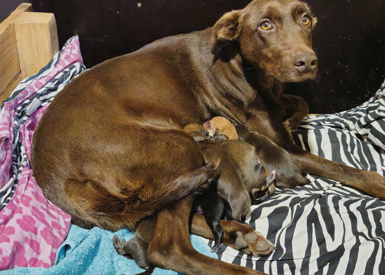 Išvežė į mirtį už dviejų kaimų