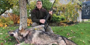 Vienos medžioklės metu sumedžiojo du vilkus