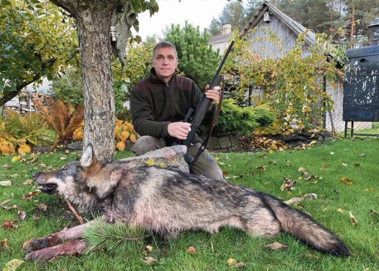 Vienos medžioklės metu sumedžiojo du vilkus