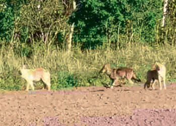 Vilkai nemedžioja ten, kur vedasi vaikus