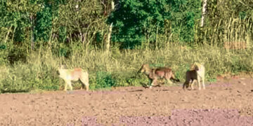 Vilkai nemedžioja ten, kur vedasi vaikus