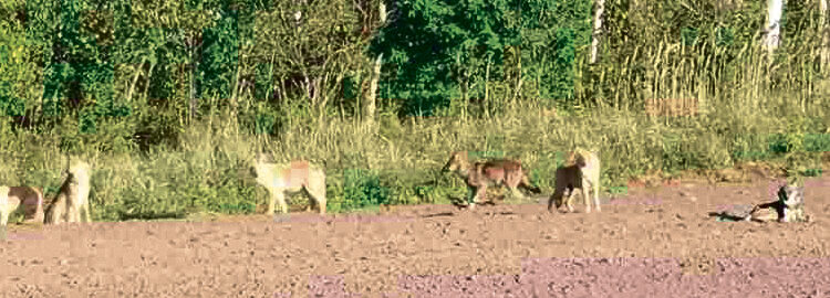 Vilkai nemedžioja ten, kur vedasi vaikus