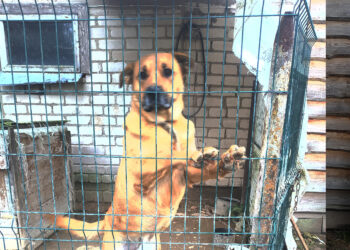 Nebepajėgia prižiūrėti didelio šuns