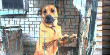 Nebepajėgia prižiūrėti didelio šuns