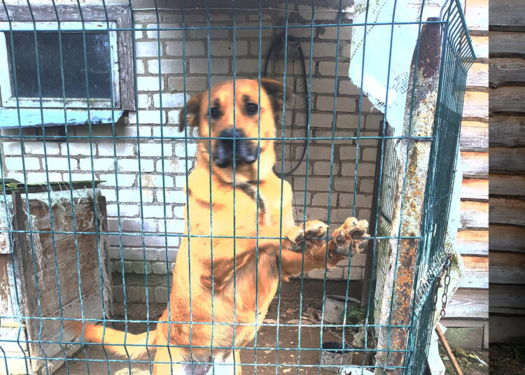 Nebepajėgia prižiūrėti didelio šuns