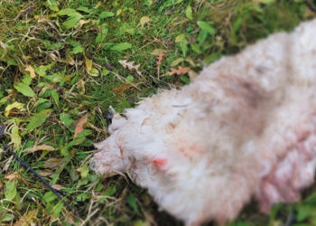 Vilkai nepaliko net sudraskytos avies kauliukų