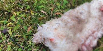 Vilkai nepaliko net sudraskytos avies kauliukų