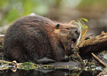 Papilį terorizuoja bebrai