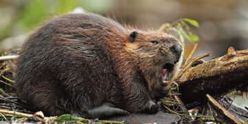 Papilį terorizuoja bebrai