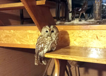 Išgelbėjo susižalojusią pelėdą