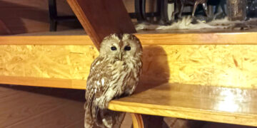 Išgelbėjo susižalojusią pelėdą