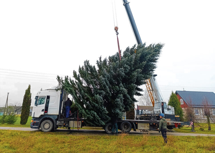 Kalėdinius Biržus puoš Meilūnuose išauginta gražuolė