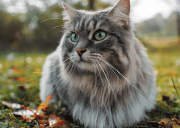 Apie trumpą, aistringą meilę ir jos pasekmes