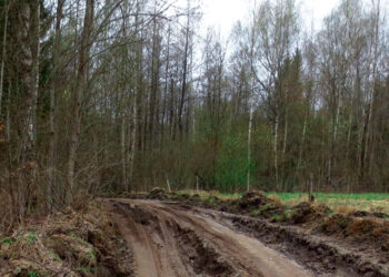 Miško vežėjai niokoja kelius