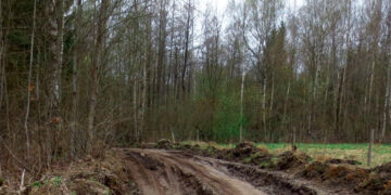 Miško vežėjai niokoja kelius