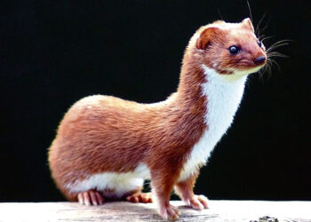 Netikėtas radinys Biržų pilies fosoje