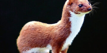 Netikėtas radinys Biržų pilies fosoje