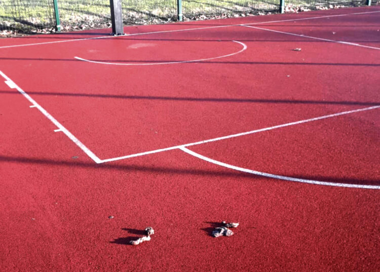 Kai vedžioja šunis… gyvuliai