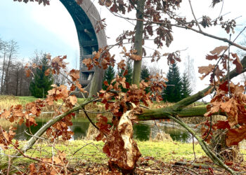 Nauja Kirkilų bėda – bebrai