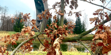 Nauja Kirkilų bėda – bebrai