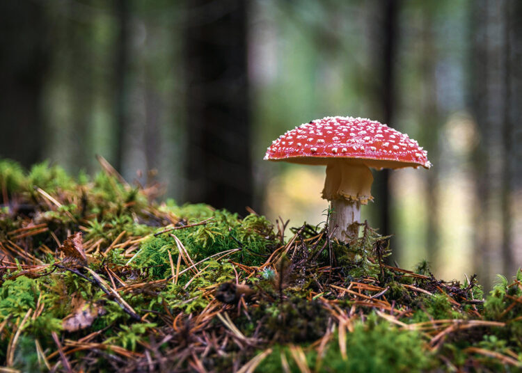 Musmirių rinkimas gali nusiųsti į kalėjimą