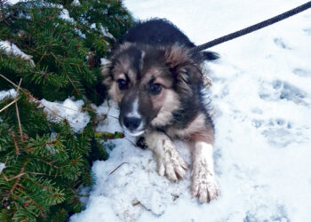 Išmestas šuniukas pagalbos atėjo per laukus