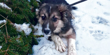 Išmestas šuniukas pagalbos atėjo per laukus