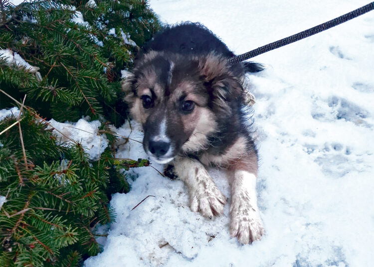 Išmestas šuniukas pagalbos atėjo per laukus