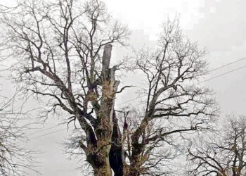 Didžiausias Biržų rajono ąžuolas auga Šliželiuose