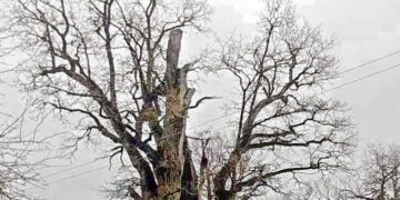 Didžiausias Biržų rajono ąžuolas auga Šliželiuose