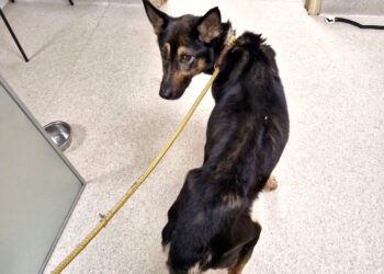 Badu marintas šuo – globos namuose