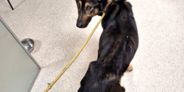 Badu marintas šuo – globos namuose