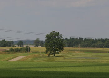 Laukus tręšiantiems tik mėšlu ir (ar) srutomis tręšimo planų nereikia