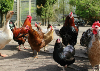 Lietuvos ūkiams grėsmę keliančios ligos – nuostoliai kompensuojami, tačiau būtina laikytis saugumo